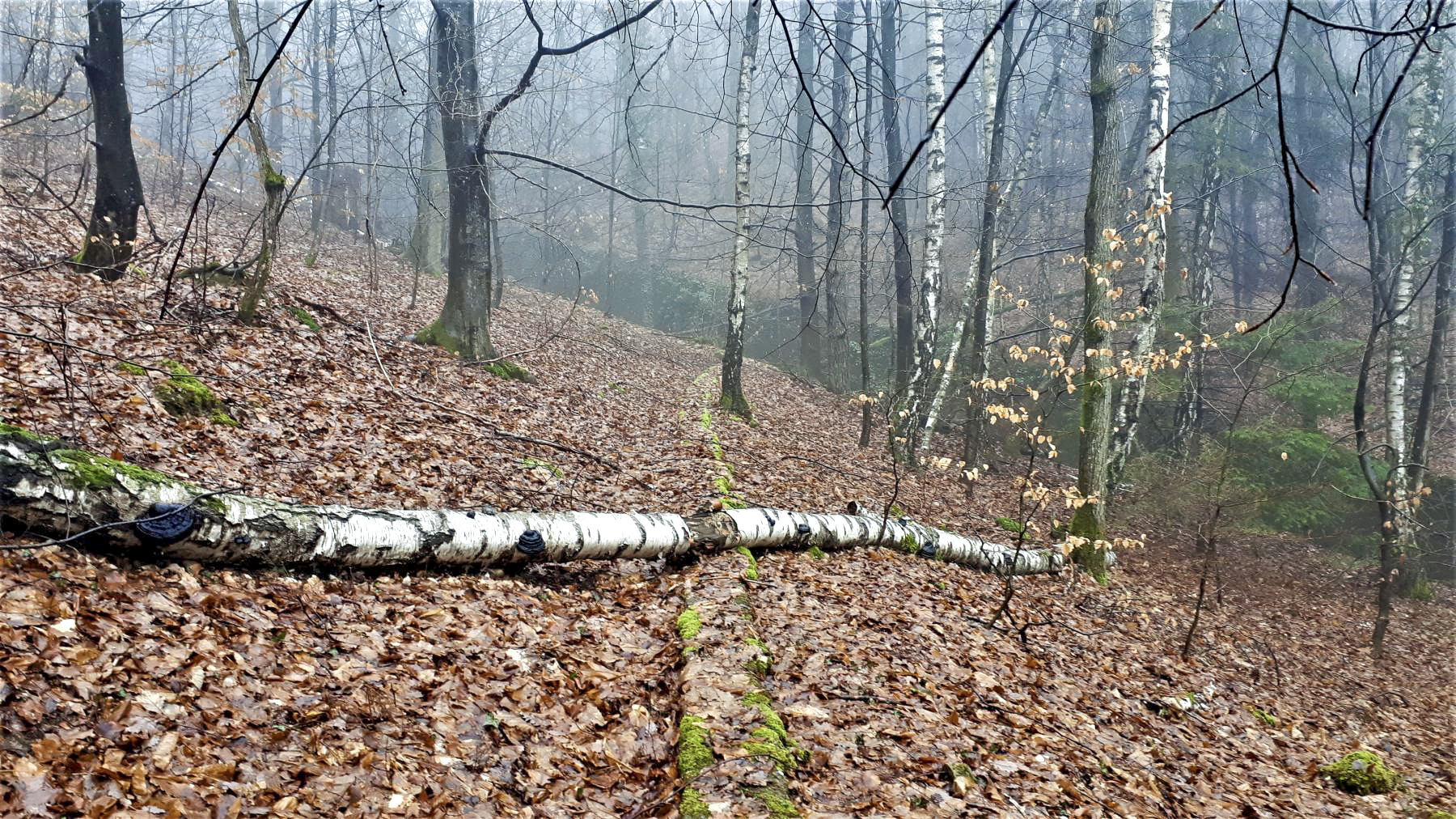Ligne Maginot - HOCHWALD (FOSSé ANTICHAR DU) - (Obstacle antichar) - Un mur de soutènement perpendiculaire au fossé, entre les casemates C9 et C8