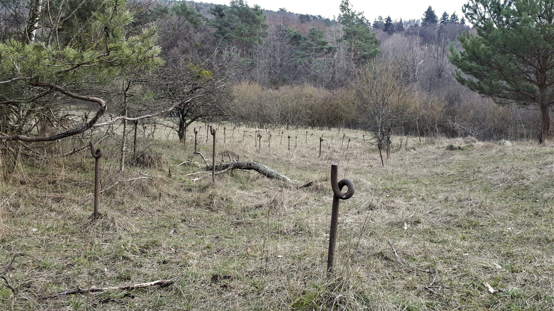 Ligne Maginot - HOCHWALD - (Ouvrage d'artillerie) - Réseau barbelés de l'ouvrage ouest