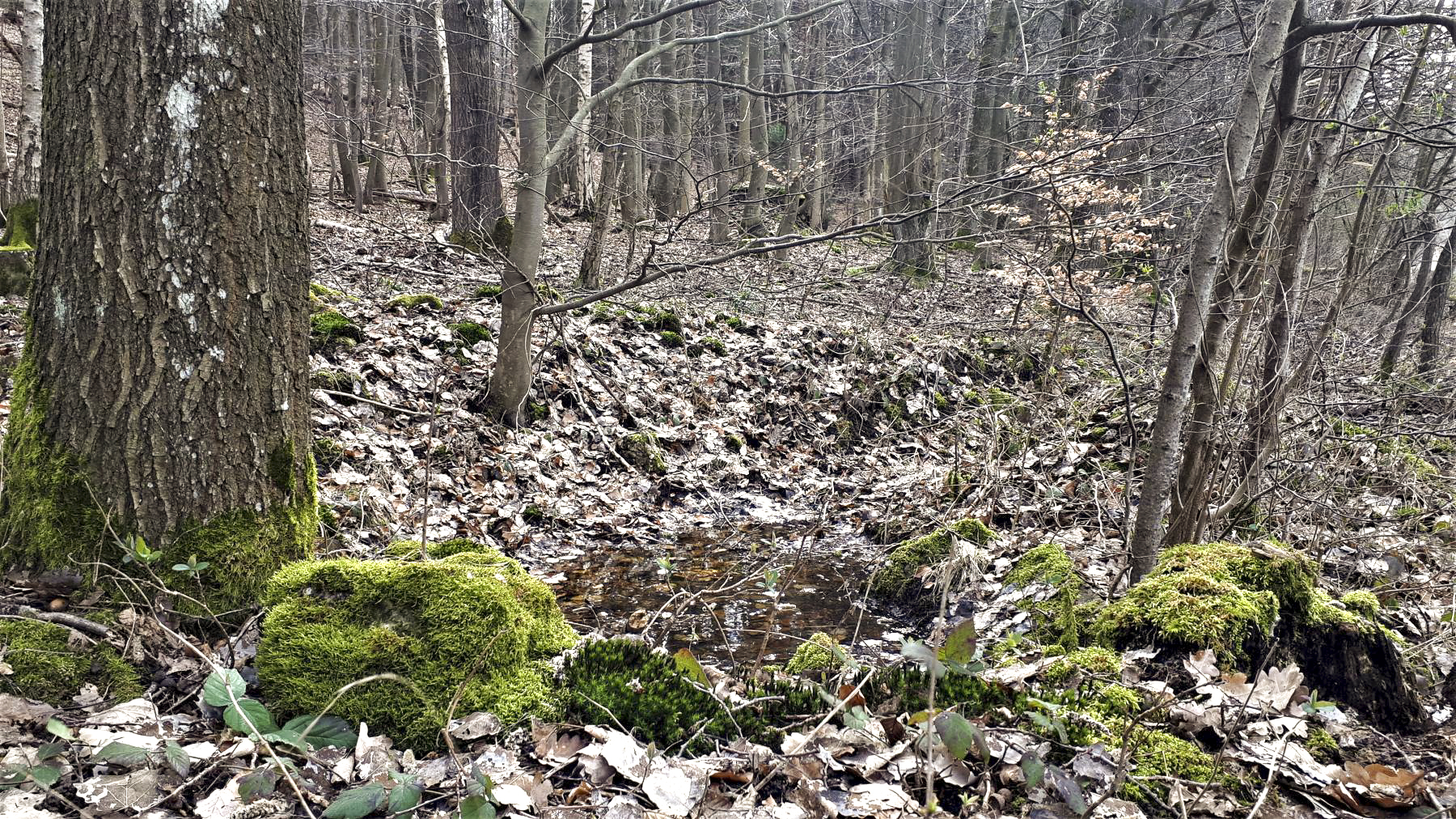 Ligne Maginot - HOCHWALD OUEST 7 - (Blockhaus pour arme infanterie) - Les ruines du bloc, On devine le bloc voisin Hochwald Ouest 6 derrière les arbres au centre - Gregory Fuchs