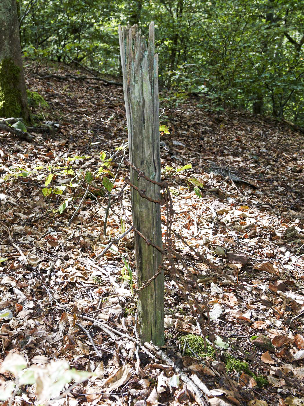 Ligne Maginot - KAMELSBERG (POINT D'APPUI) - (Divers) - Reste de fil de fer barbelé - Jürgen Morr