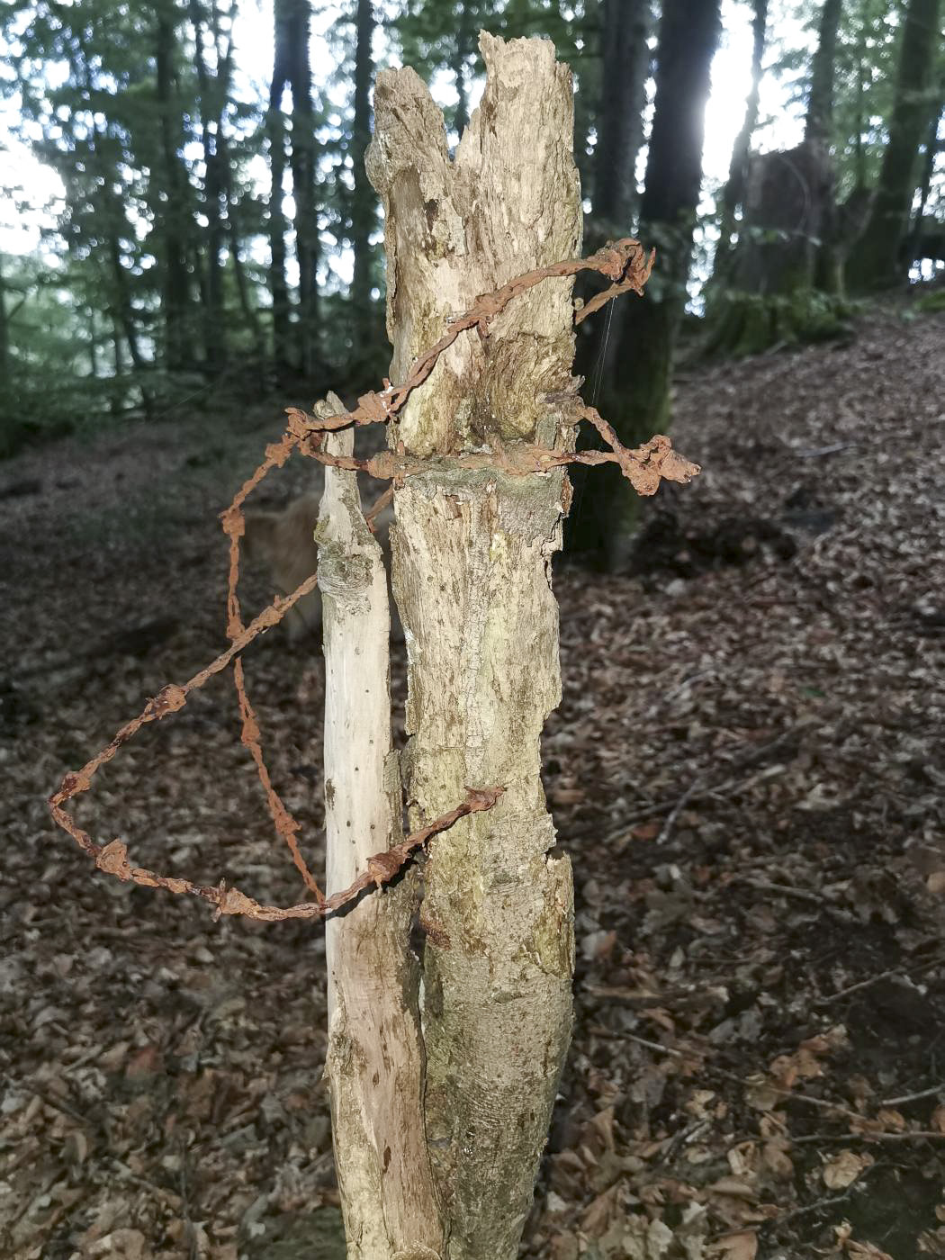 Ligne Maginot - KAMELSBERG (POINT D'APPUI) - (Divers) - Vestige de fil de fer barbelé à l'extrémité nord de la montagne - Jürgen Morr