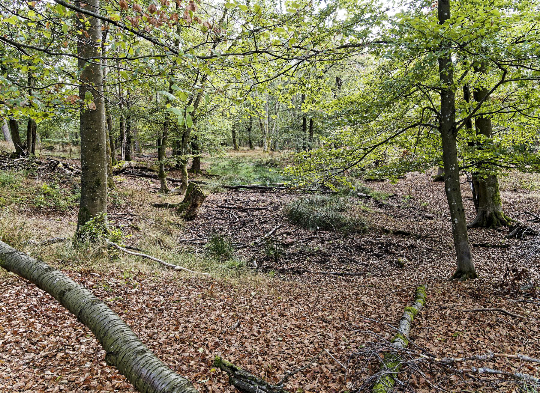 Ligne Maginot - KAMELSBERG - Trace d'écrasement d'un avion ? - Jürgen Morr