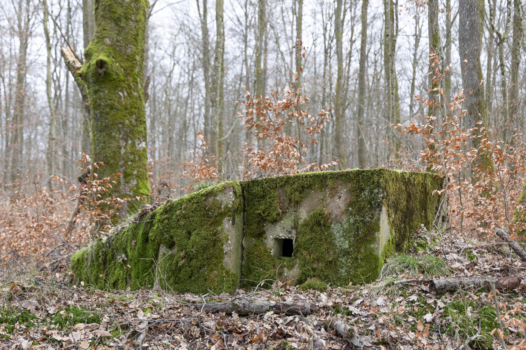 Ligne Maginot - FEEWALD - (Blockhaus pour arme infanterie) -  - Lenhard Christian