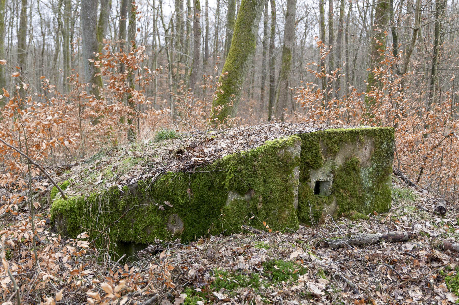 Ligne Maginot - FEEWALD - (Blockhaus pour arme infanterie) -  - Lenhard Christian