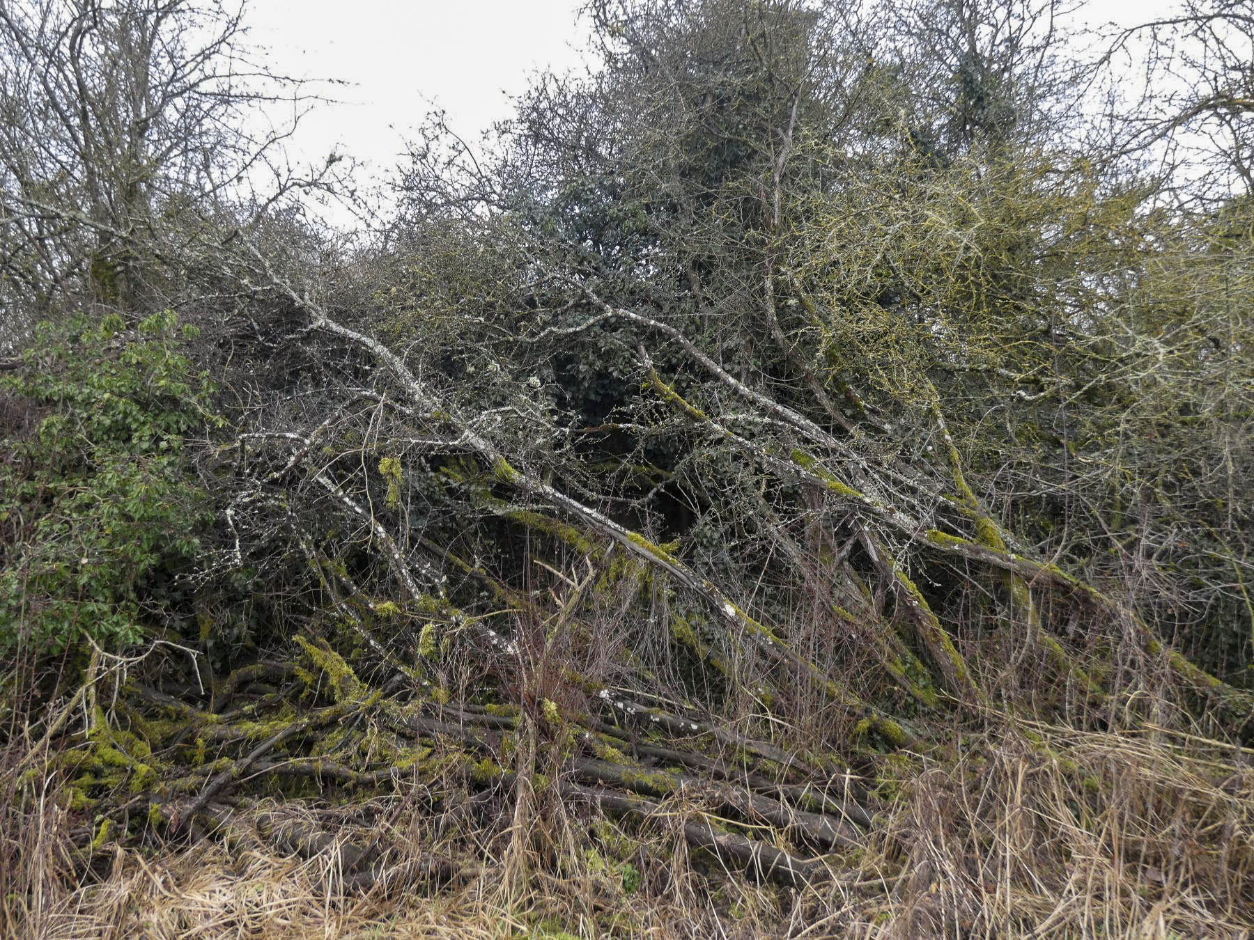 Ligne Maginot - BB8 - KOBENBERG - (Blockhaus pour canon) - Le blockhaus est bien camouflé. - STENGER Mathieu