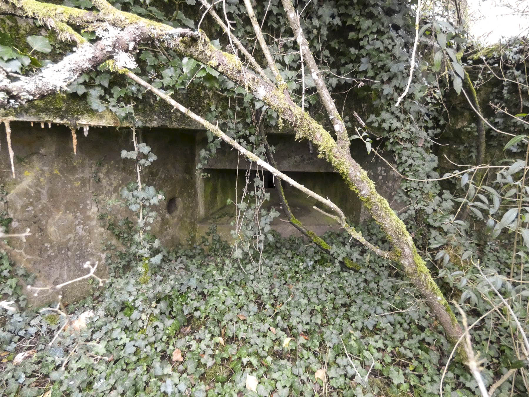 Ligne Maginot - BB8 - KOBENBERG - (Blockhaus pour canon) - A travers les branches, le créneau mitrailleuse vers Hobling. - STENGER Mathieu