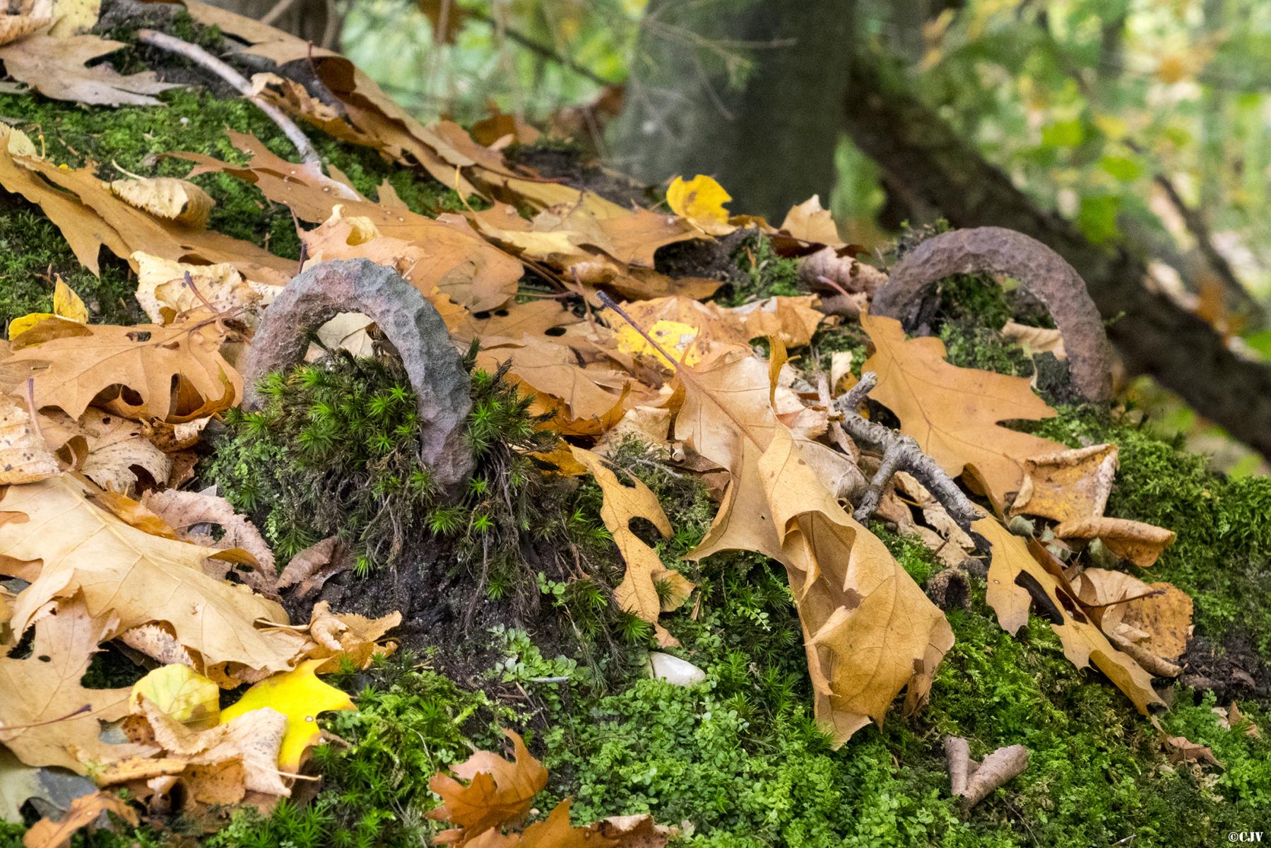 Ligne Maginot - KLOSTERGRABEN 1 - (Blockhaus pour arme infanterie) - Attachements pour un filet de camouflage - Lia VERMEULEN