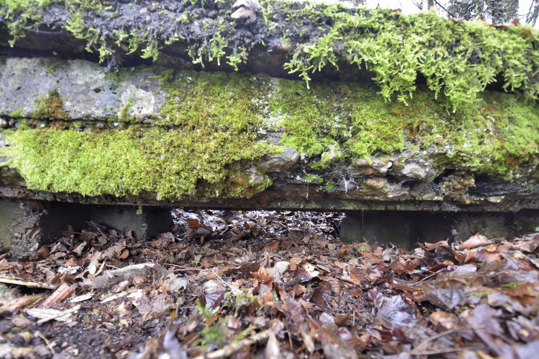 Ligne Maginot - BOIS DE CRUSNES 1 - (Blockhaus de type indéterminé) -  - Ludovic KNAPP
