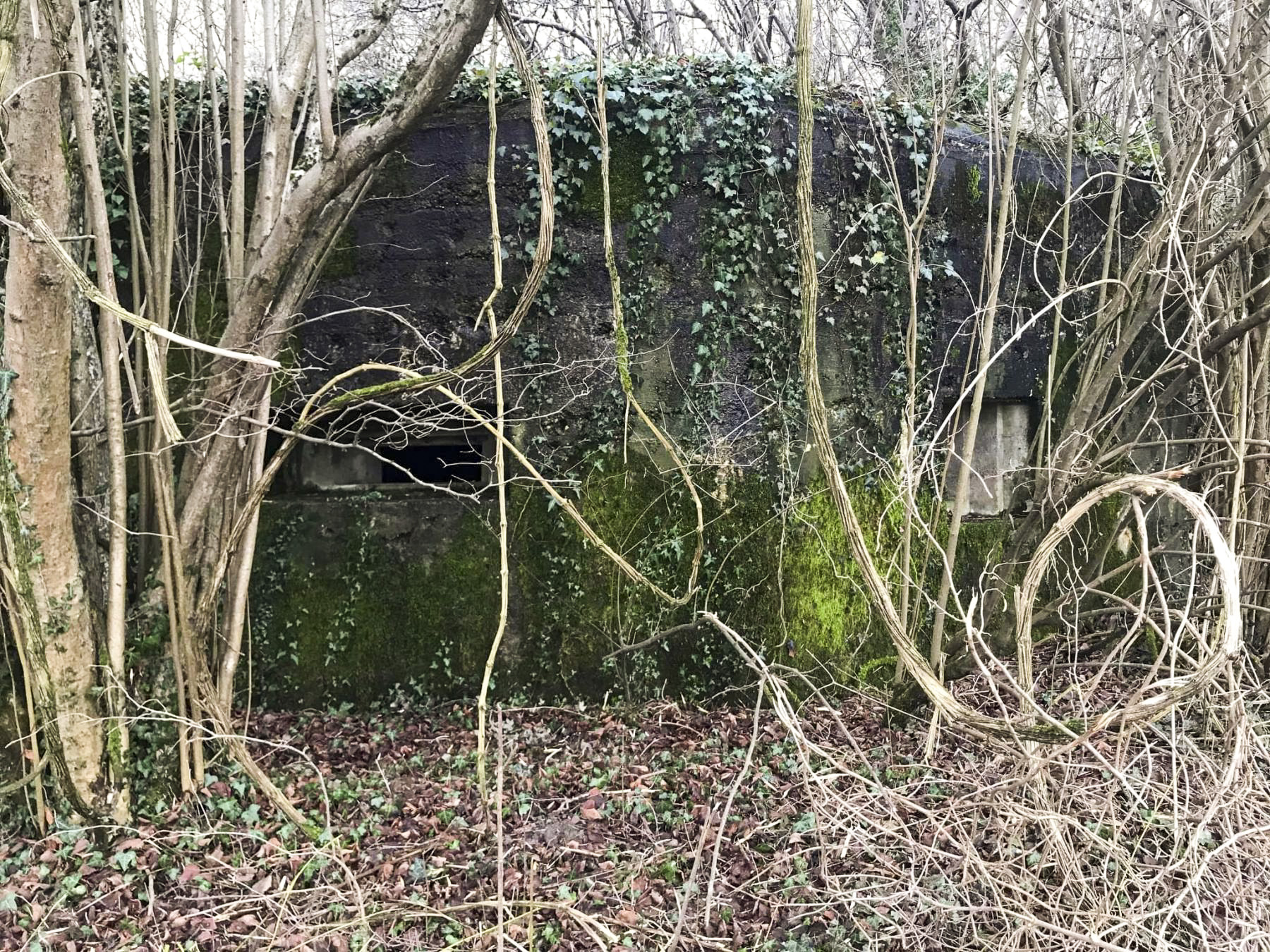 Ligne Maginot - MITTELGRUND - (Blockhaus pour arme infanterie) - Vue des créneaux