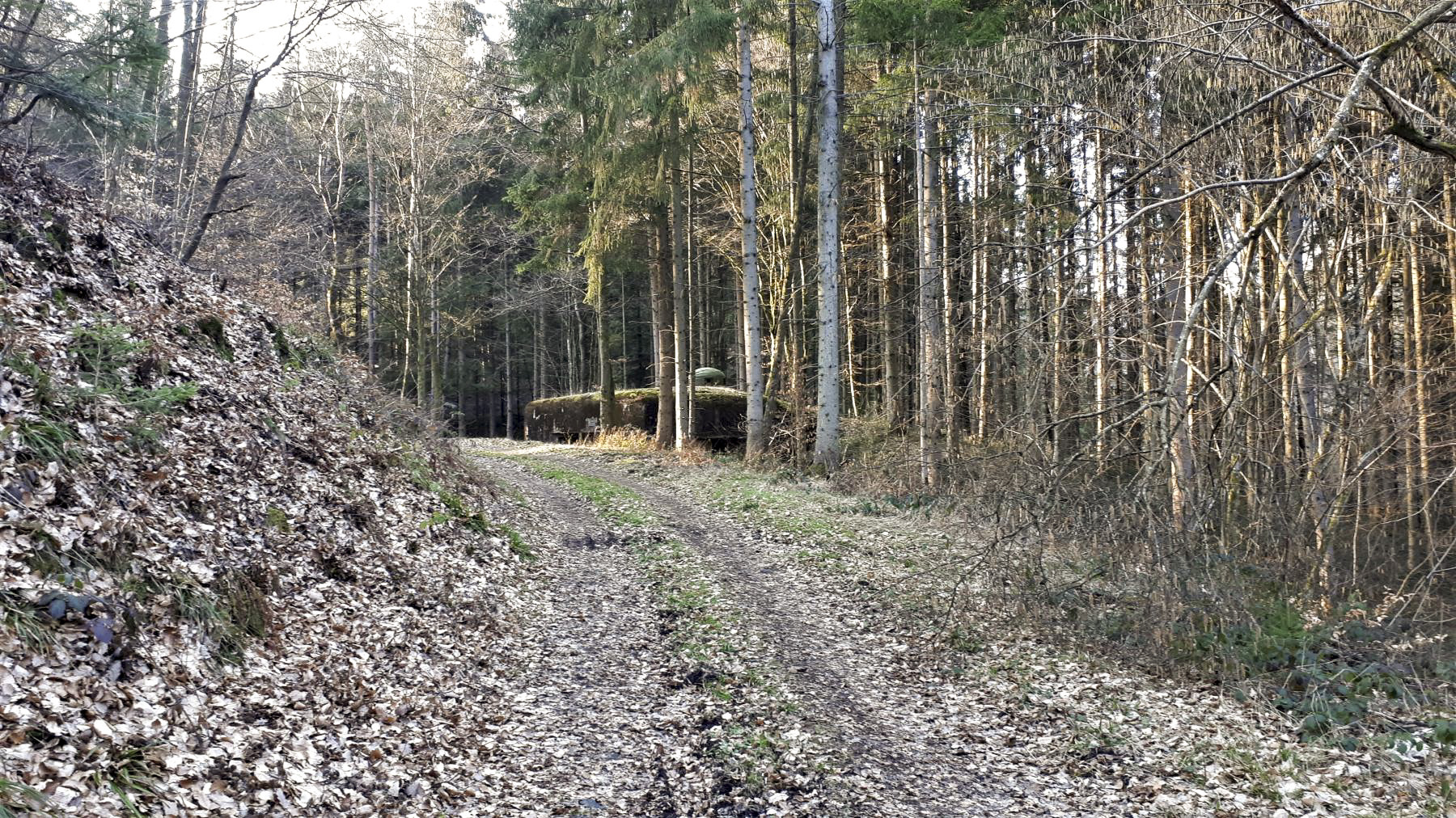 Ligne Maginot - SAEGEMUHLE - (Blockhaus pour arme infanterie) - Le blockhaus vu depuis la vallée du Soultzbach, à l'est