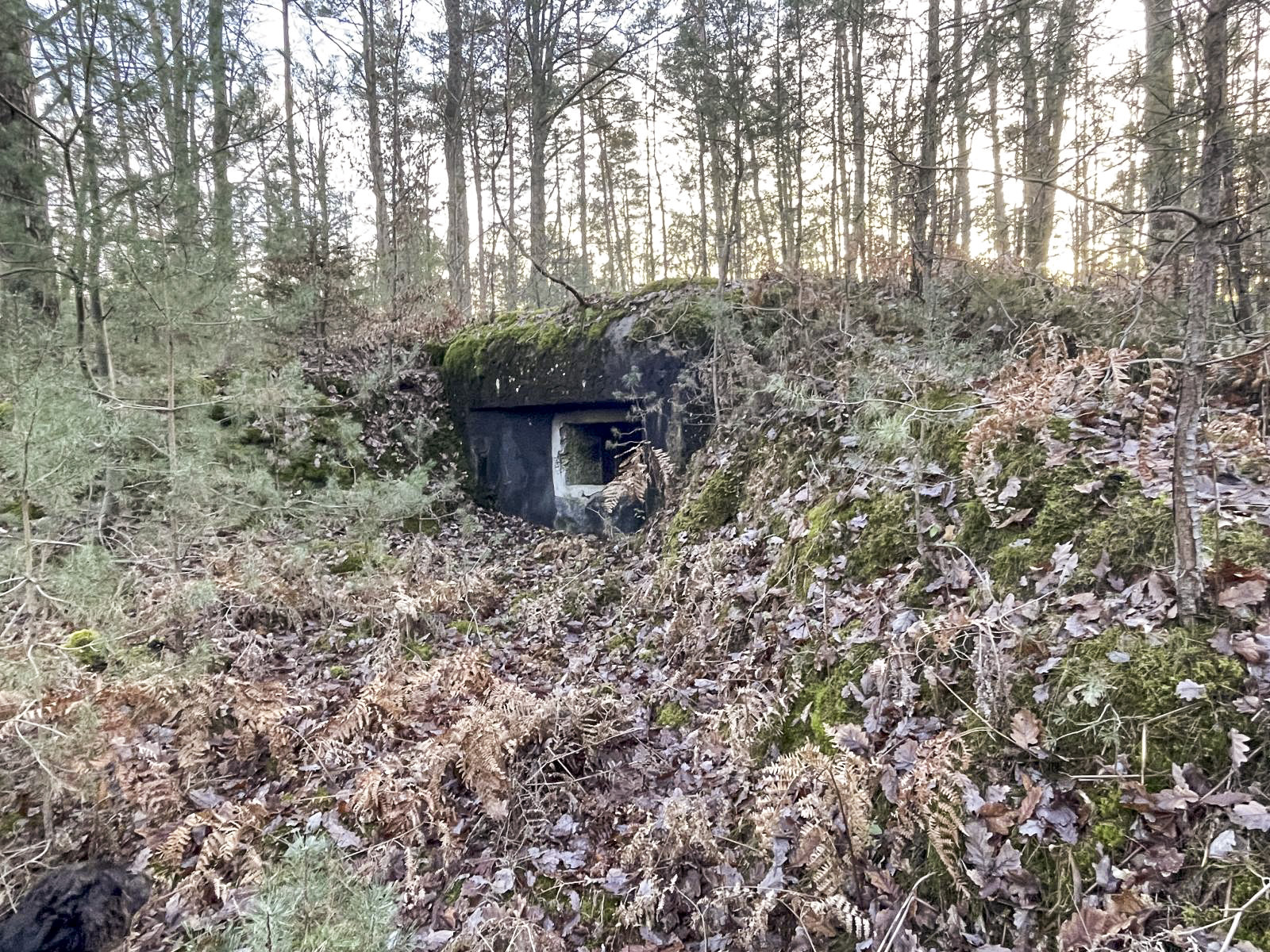 Ligne Maginot - MAIN DU PRINCE 1 - (Blockhaus pour canon) - Façade frontale du blockhaus
Les remblais de protection sont bien visibles - DEVILLIÉ Stephane 