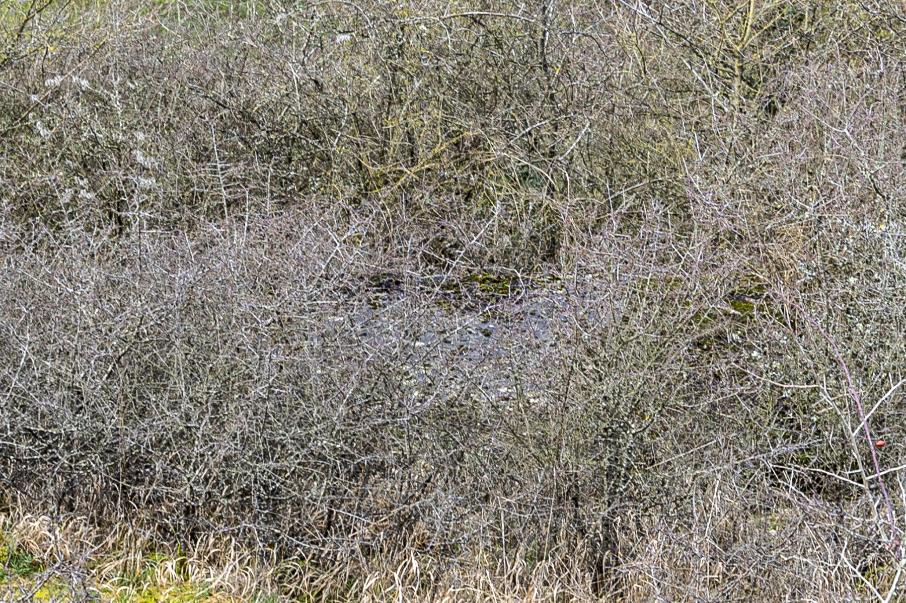 Ligne Maginot - ROHRBACH SUD 3 - (Blockhaus pour arme infanterie) - Caché par une végétation très dense - Lenhard Christian