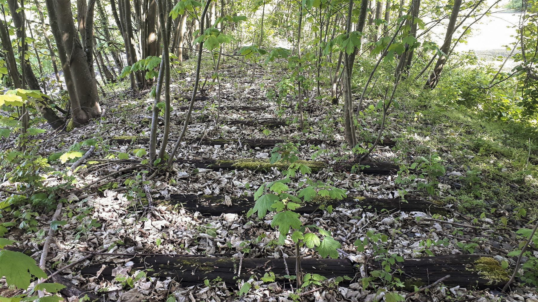 Ligne Maginot - SCHWARZWASSER - (Dépôt de Munitions) - Les traverses sont encore visibles - Gregory Fuchs