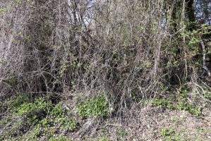 Ligne Maginot - LANGZUG 2 - (Blockhaus pour arme infanterie) - Camouflage naturel.....