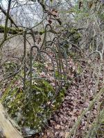 Ligne Maginot - ECLUSE 49 NORD - (Blockhaus pour arme infanterie) - 