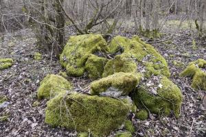 Ligne Maginot - PA DE BANTZENHEIM SUD 1 - (Cuve pour arme d'infanterie) - Vestiges