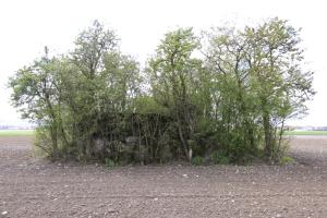 Ligne Maginot - BUTENHEIM SUD - (Blockhaus pour arme infanterie) -  Vue du Nord
