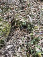 Ligne Maginot - KEMBS - (Camp de sureté) - Un système d'évacuation des eaux, en face du PC. 
