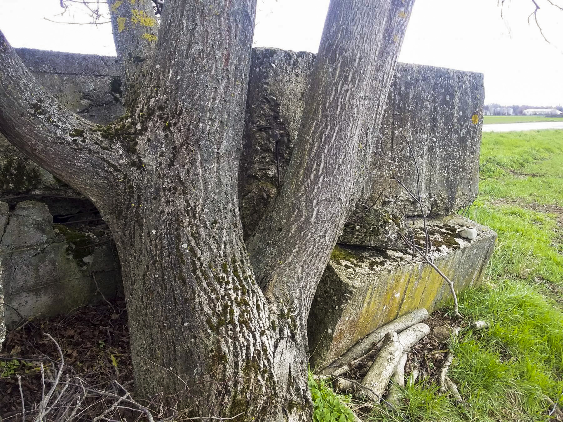 Ligne Maginot - ROUTE DE RIEDWIHR 5 - (Abri) - 