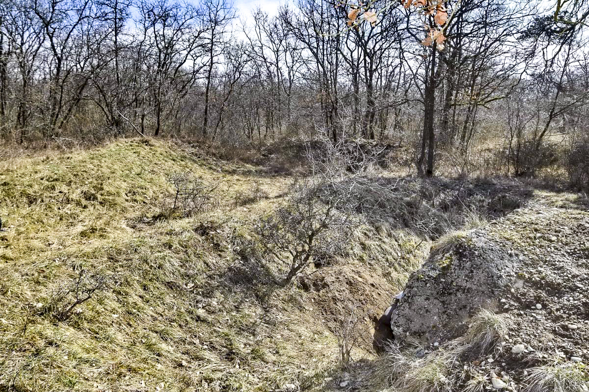 Ligne Maginot - BOIS DE DESSENHEIM SUD 7 - (Position d'artillerie préparée) - Vue sur une partie de la position, avec l'abri ex-allemand à droite.