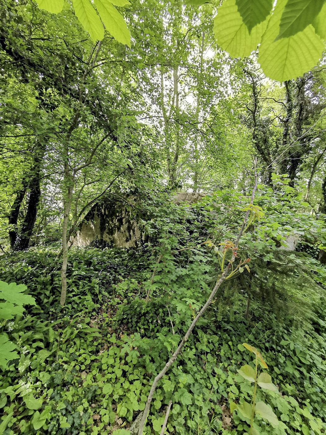 Ligne Maginot - B580 - KEMBS LOECHLE 2 - (Blockhaus pour arme infanterie) - Vue du côté sud, derrière les branchages. 