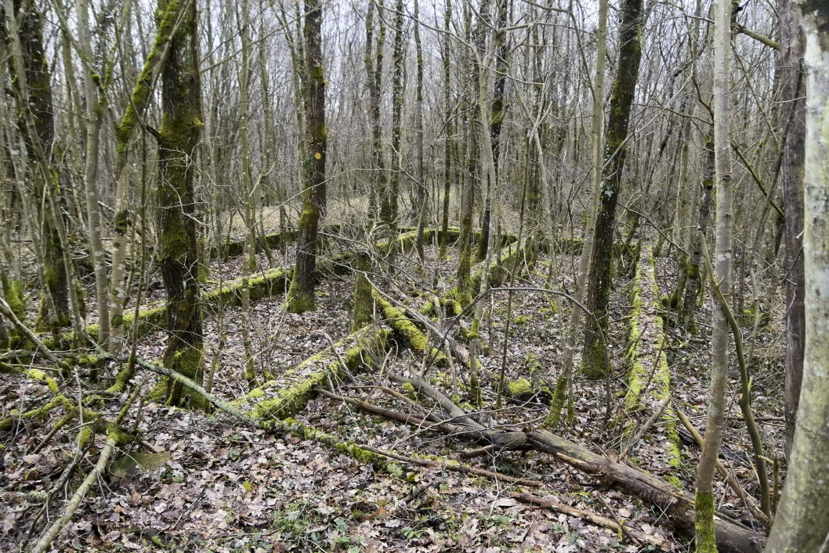Ligne Maginot - CANAL DE HUNINGUE EST - (Casernement) - Bâtiment 7
Vue vers l'entrée.
