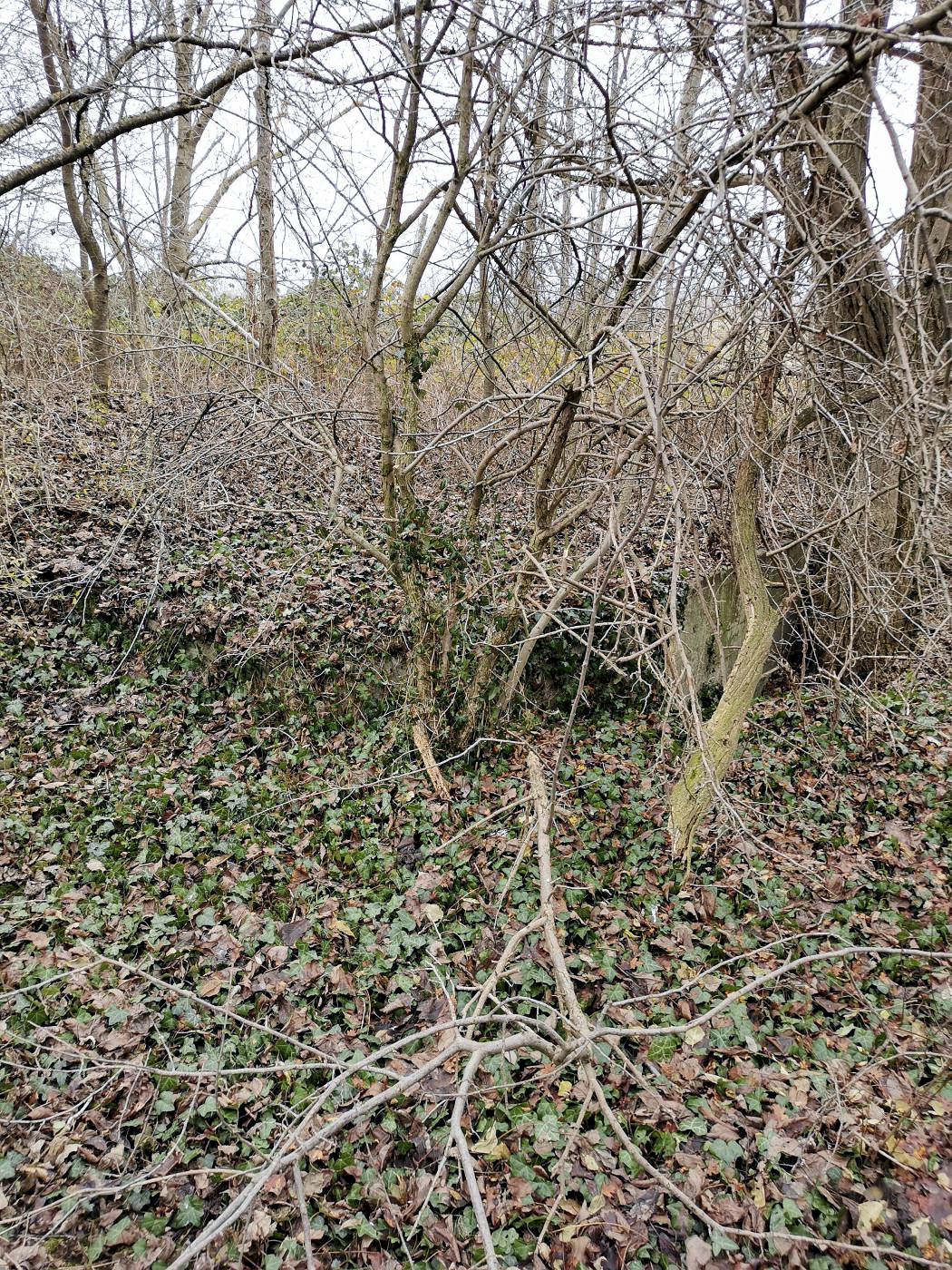 Ligne Maginot - KEMBS NORD 8 - (Blockhaus pour arme infanterie) - Complètement enseveli, on ne voit que le haut du côté droit (vers Kembs). 