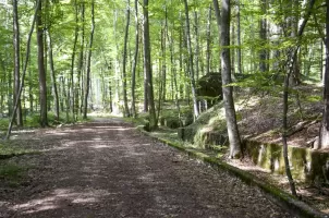 Ligne Maginot - STRENGWALD (BATTERIE DU) - (Position d'artillerie préparée) - Soute à munition et voie de 40
Emplacement de la voie de 40 cm passant devant l'abri. On distingue bien la tranchée que la voie de chemin de fer empruntait.