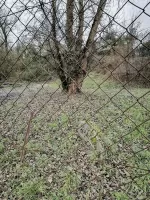 Ligne Maginot - B586 - KEMBS LOECHLE 7 - (Blockhaus pour arme infanterie) - L'emplacement probable du blockhaus, sous l'arbre. 