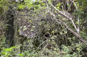 Ligne Maginot - HABERHAEUSER 2 - (Blockhaus pour arme infanterie) - Blockhaus entièrement masqué par la végétation