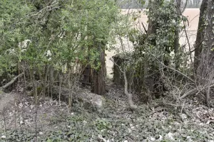 Ligne Maginot - VOGELSANG - (Position d'artillerie préparée) - Emplacement 1