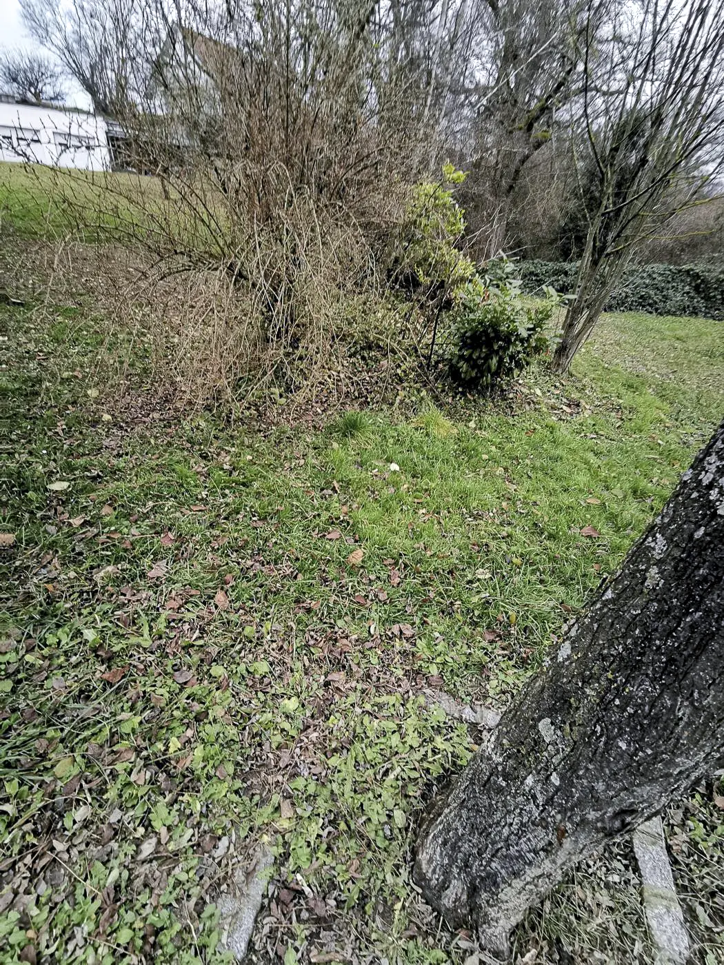 Ligne Maginot - B585 - KEMBS LOECHLE 8 - (Blockhaus pour arme infanterie) - L'emplacement probable du blockhaus, sous les plantes. 