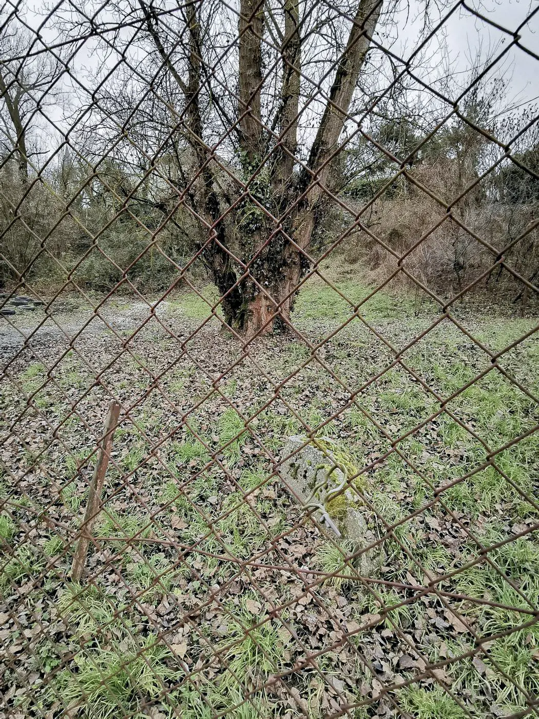 Ligne Maginot - B586 - KEMBS LOECHLE 7 - (Blockhaus pour arme infanterie) - L'emplacement probable du blockhaus, sous l'arbre. 