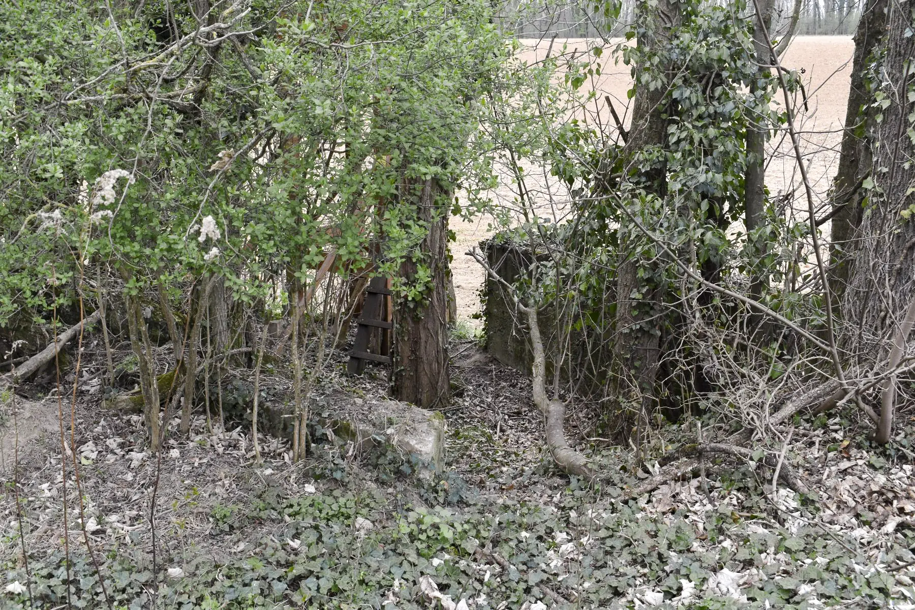 Ligne Maginot - VOGELSANG - (Position d'artillerie préparée) - Emplacement 1