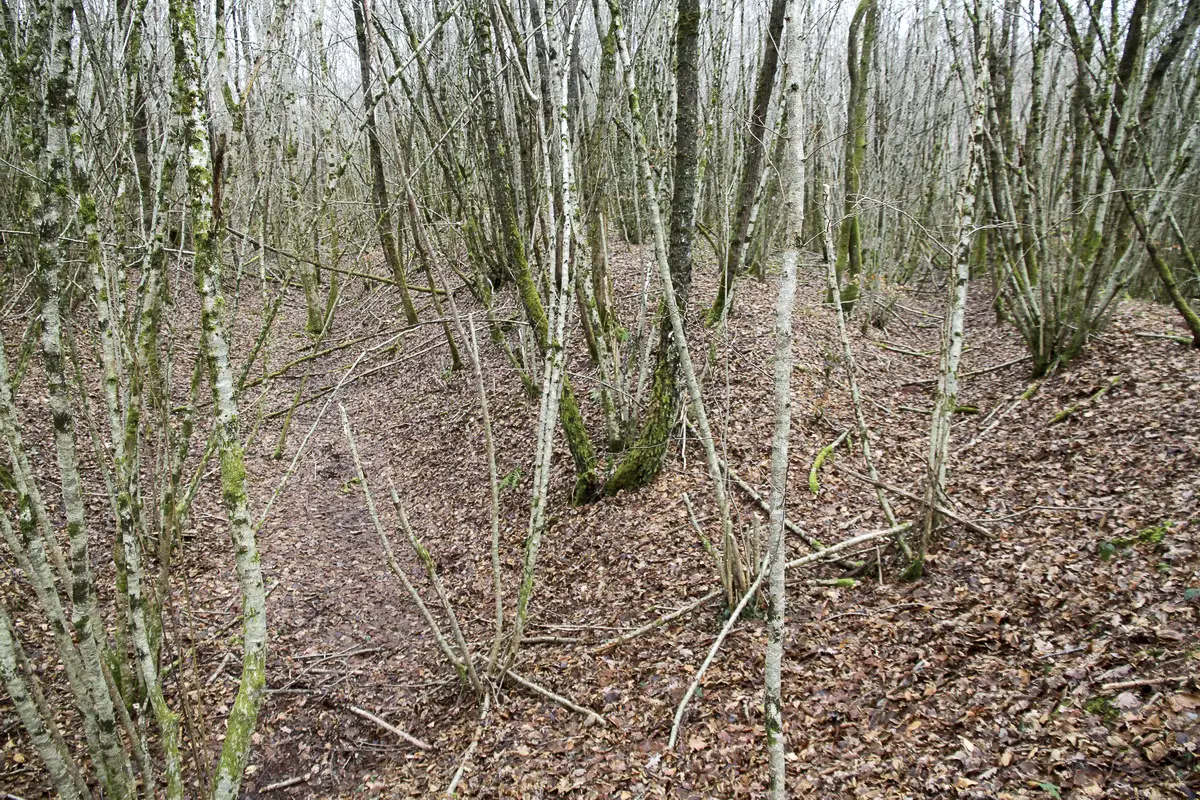 Ligne Maginot - B18 - ETANG-NEUF EST - (Blockhaus pour arme infanterie) - L'ouvrage terrassé dans lequel sont intégrées les 2 coupoles
