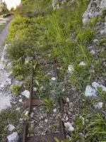 Ligne Maginot - BARBONNET - (Barrage de Route) - Environnement
Voie de 40, provenant du Barbonnet - Suchet. 

