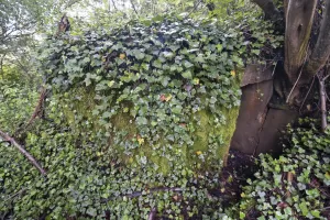 Ligne Maginot - BARRWALD CENTRE - (Blockhaus pour arme infanterie) - 