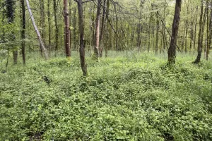Ligne Maginot - DONAU NORD 1 - (Blockhaus pour arme infanterie) - Vestige d'un poste de tir en arrière du blockhaus Donau Nord 1