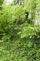 Ligne Maginot - HAUTE KONTZ (POSTE AVANCé GRM) - (Poste GRM - Maison Forte) - La poste, caché par le végétation