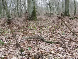 Ligne Maginot - RIPPERT - X13 (QUARTIER KARRE - II/168°RIF) - (Abri) - Le réseau anti-personnel autour de l'abri.