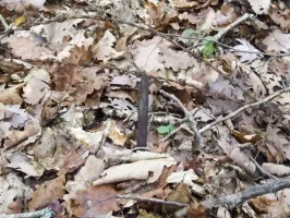 Ligne Maginot - RIPPERT - X13 (QUARTIER KARRE - II/168°RIF) - (Abri) - Les ardillons encore présents. Danger !