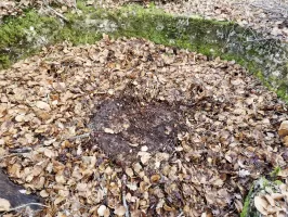 Ligne Maginot - LORENTZERWALD 2 - (Cuve pour arme d'infanterie) - Détail du plot central de la cuve