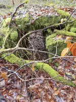 Ligne Maginot - ALTWIESERBACH 2 - (Cuve pour arme d'infanterie) - L'entrée opposée de l'ouvrage