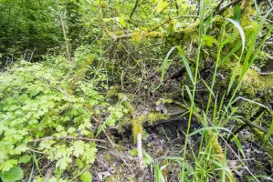 Ligne Maginot - 13A - (Chambre de coupure) - La trappe