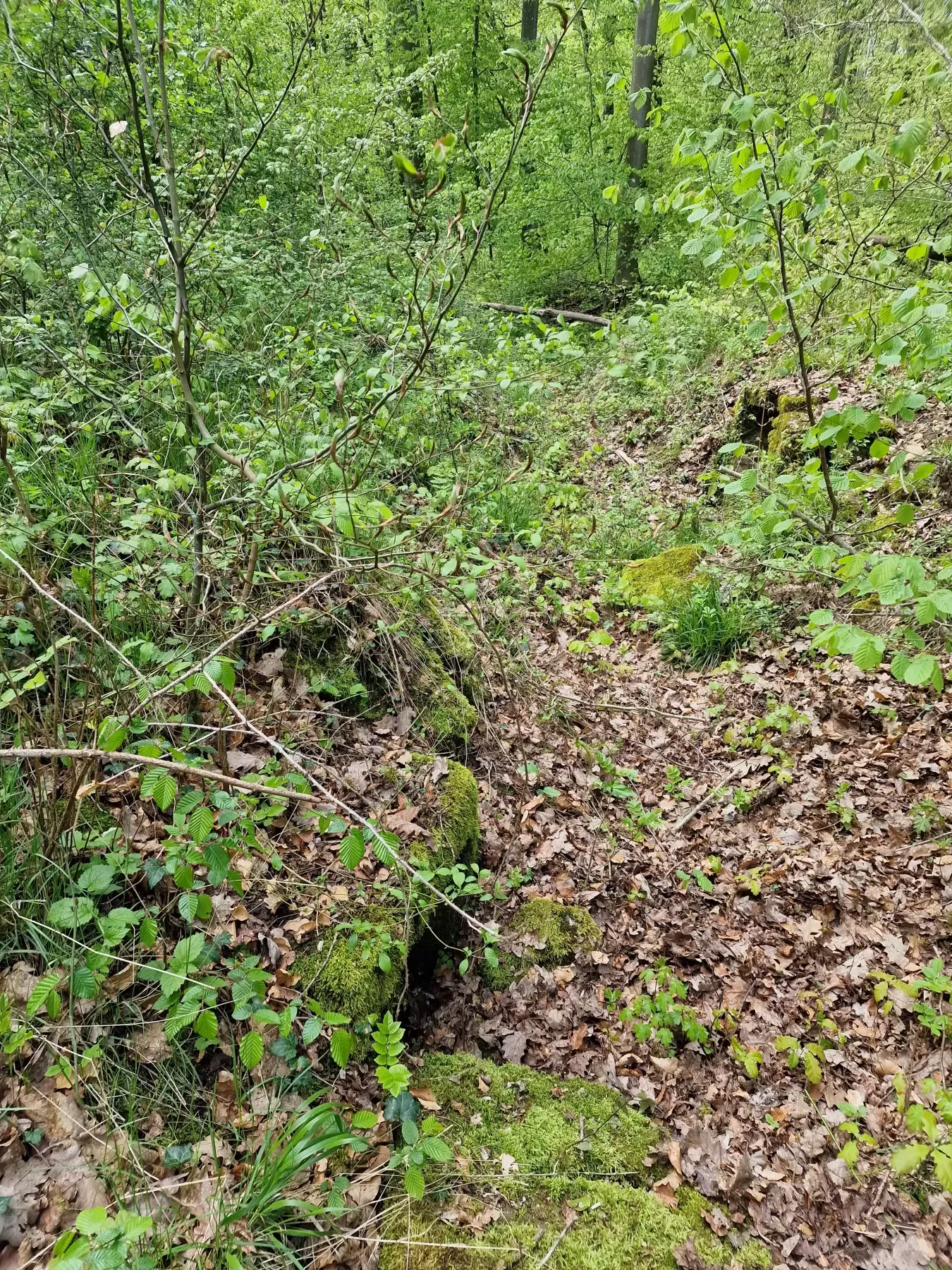 Ligne Maginot - WITZWALD 2 - (Cuve pour arme d'infanterie) - Les niches à munitions dans la tranchée - Franck Niederlender