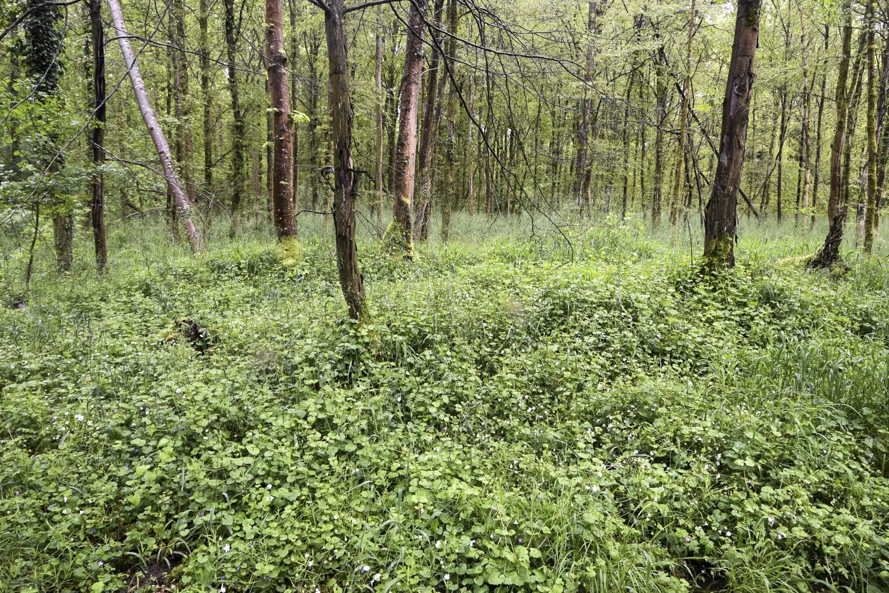 Ligne Maginot - DONAU NORD 1 - (Blockhaus pour arme infanterie) - Vestige d'un poste de tir en arrière du blockhaus Donau Nord 1 - Ludovic KNAPP