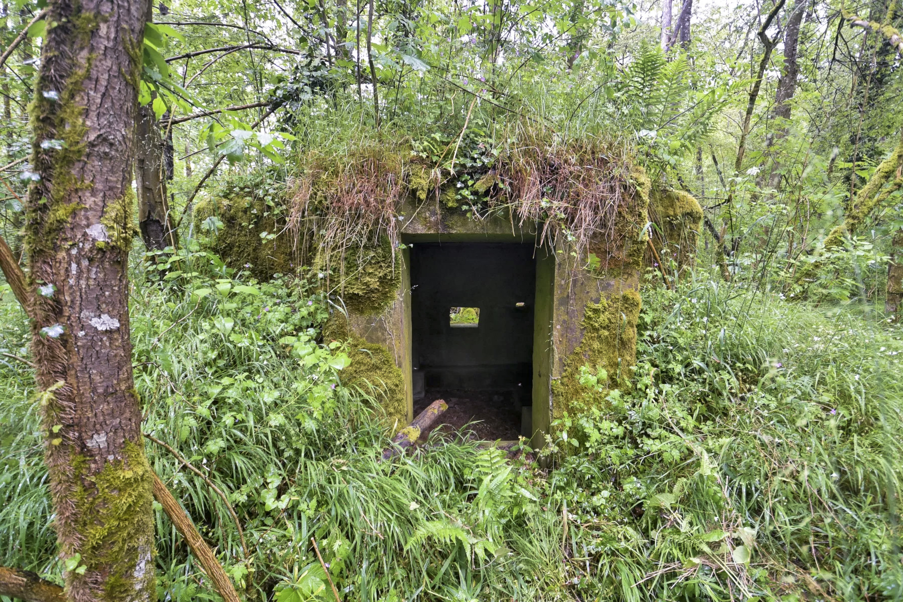 Ligne Maginot - DONAU NORD 2 - (Blockhaus pour arme infanterie) - Entrée - Ludovic KNAPP