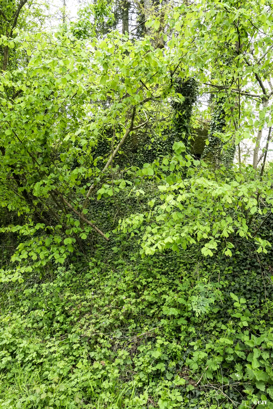Ligne Maginot - HAUTE KONTZ (POSTE AVANCé GRM) - (Poste GRM - Maison Forte) - La poste, caché par le végétation - Lia VERMEULEN