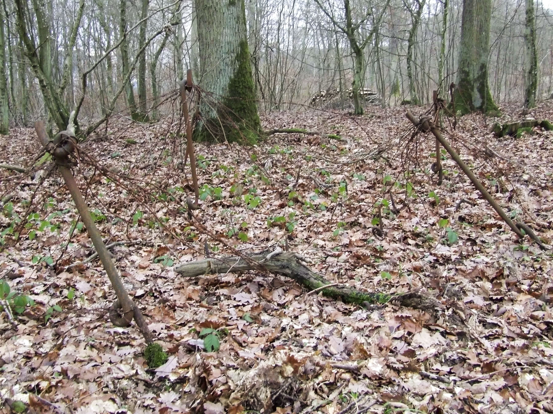 Ligne Maginot - RIPPERT - X13 (QUARTIER KARRE - II/168°RIF) - (Abri) - Le réseau anti-personnel autour de l'abri. - STENGER Mathieu