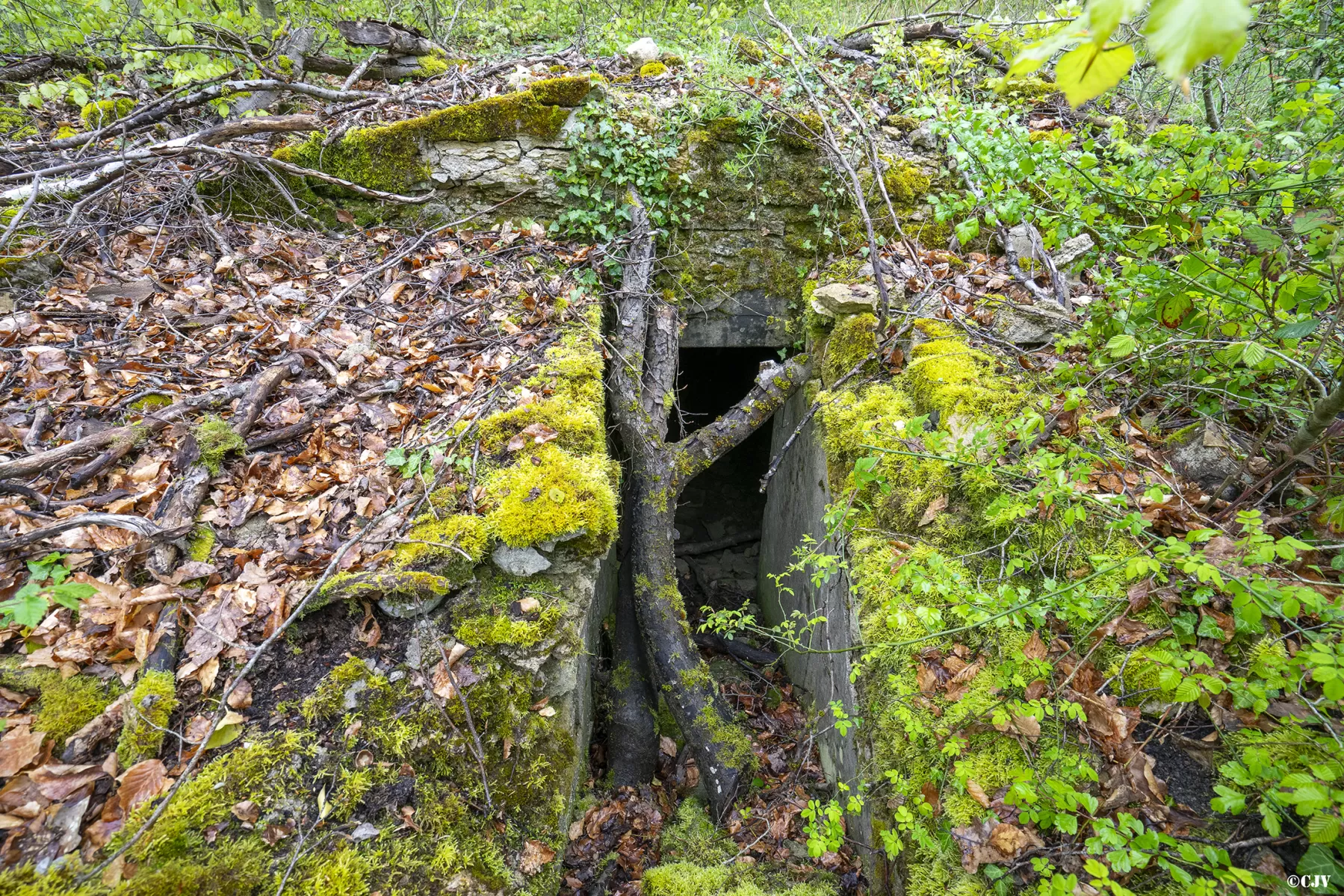 Ligne Maginot - BAMBESCH 2 - (Abri) -  - Lia VERMEULEN